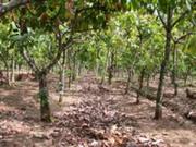 COCOA FARMS, FARMLANDS, COMMERCIAL AND RESIDENTIAL PLOTS FOR SALE !!!